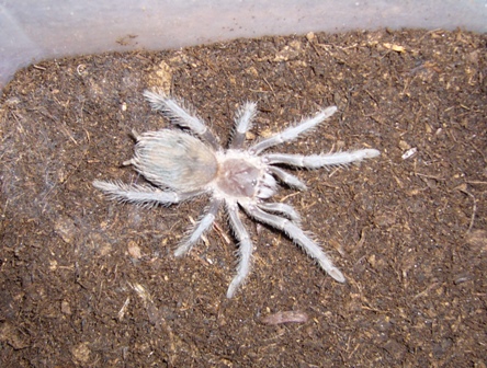 parahybana.JPG