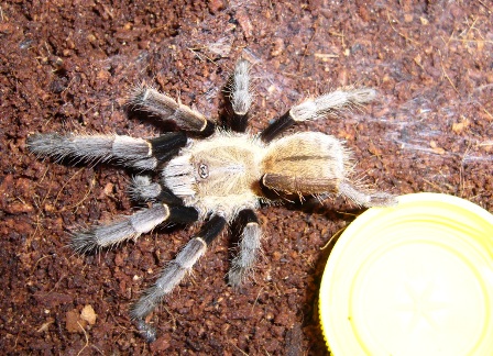 aureotibialis.JPG