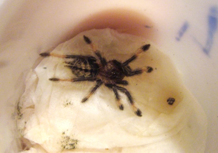 p.cambridgei.JPG