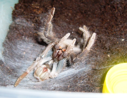 L.parahybana.jpg
